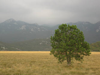 Lonley tree