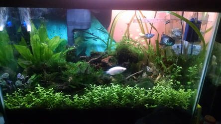 20 Gallon freshwater tank