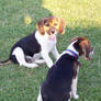 Beagles 1