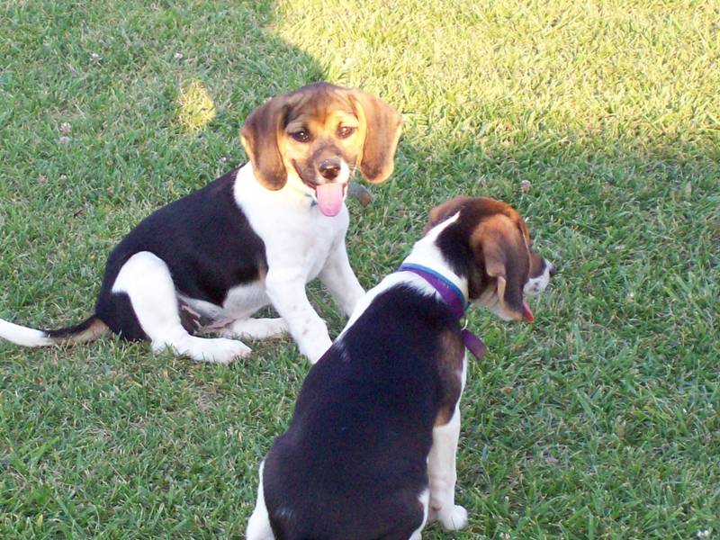 Beagles 1