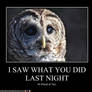 Owl Meme