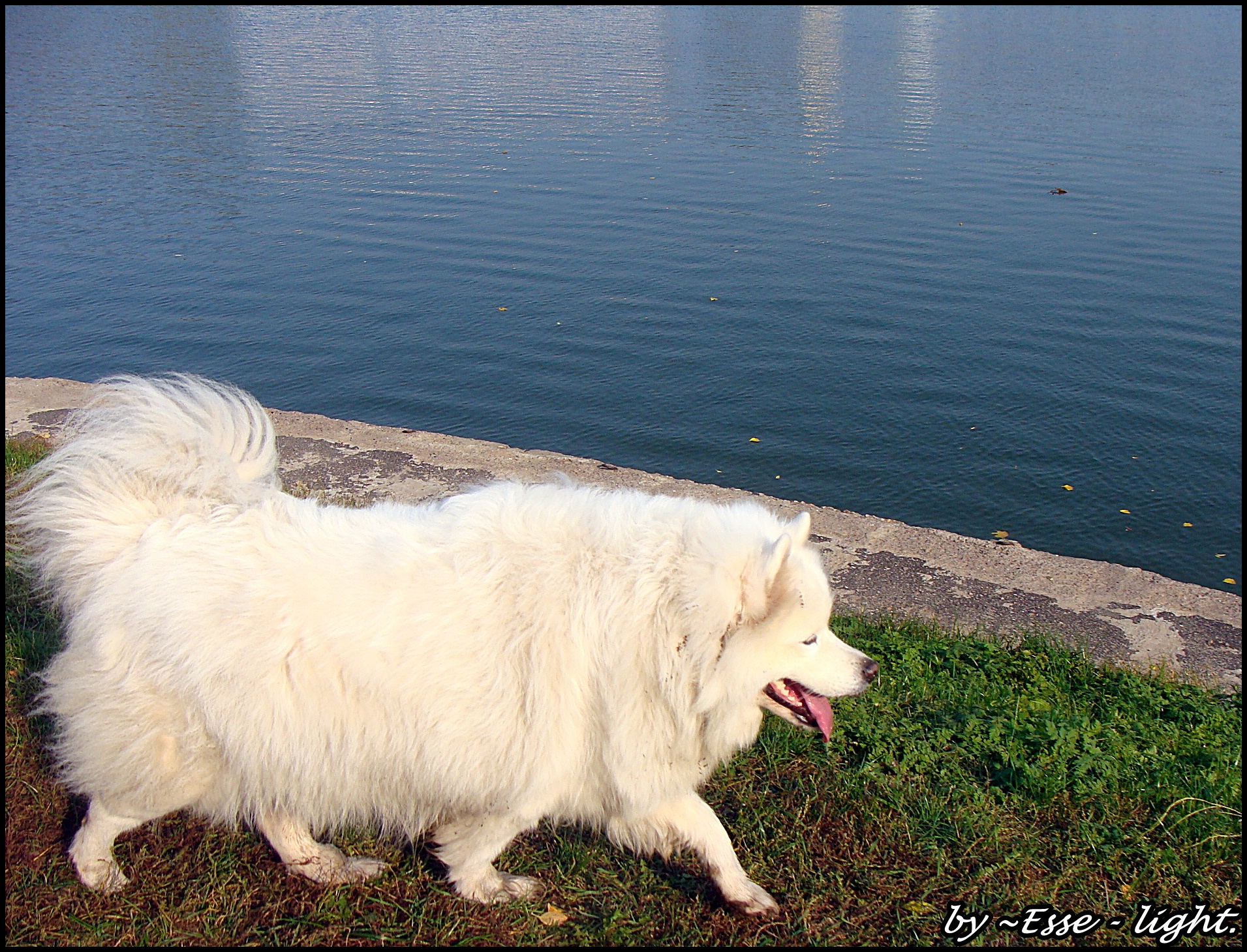 A white dog