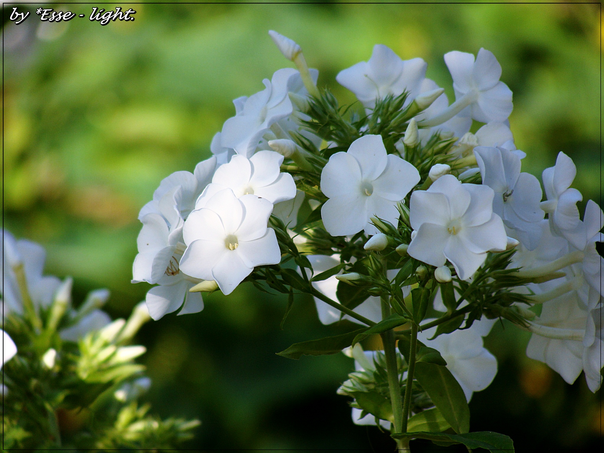 White amid the greenery