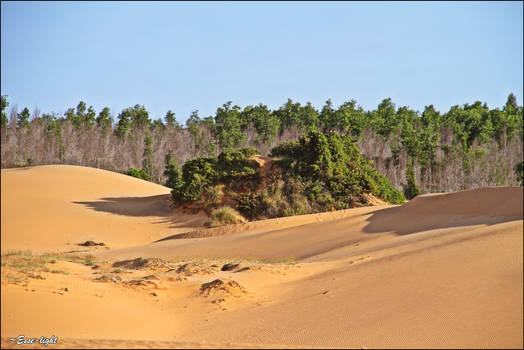 Vietnamese dunes