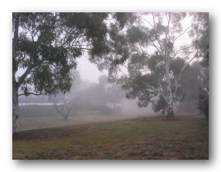 Foggy Morning