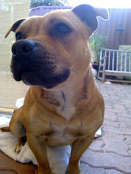 My staffy posing