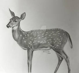 Fawn