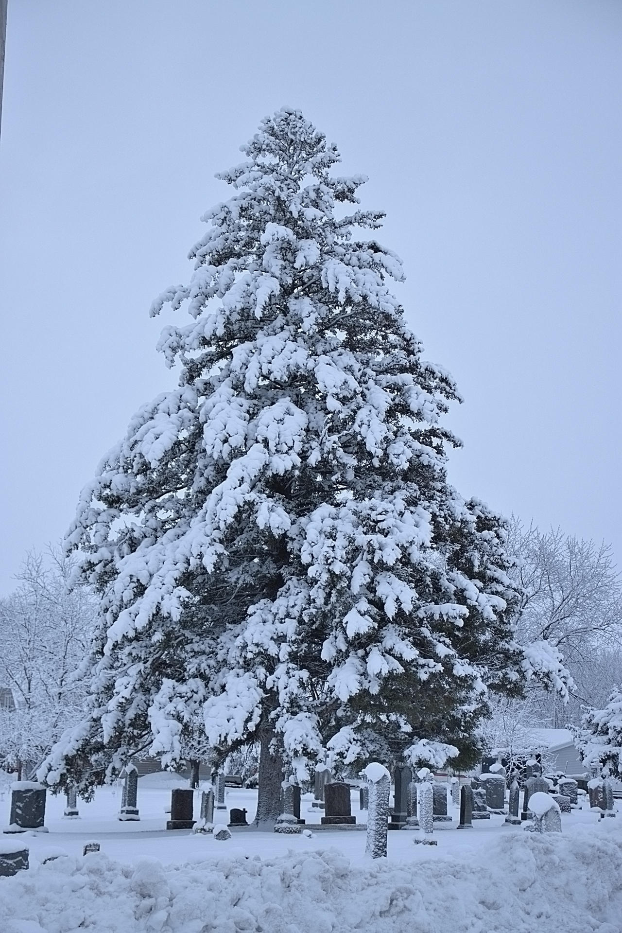 snow tree by pioneeringeagle501 on DeviantArt