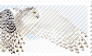 snowy owl stamp