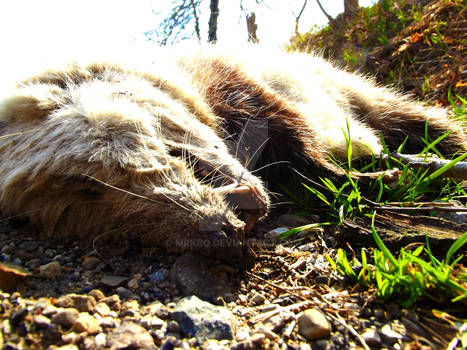 Possum Blossum