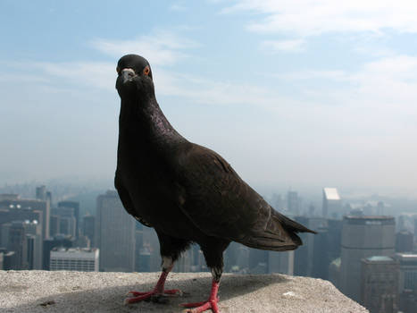 Bird Ontop Empire State