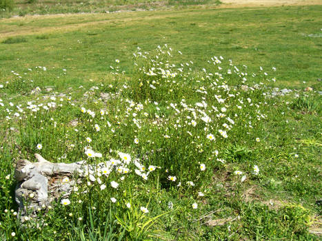 Flowers on the Beachside