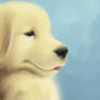 Golden Retriever Puppy