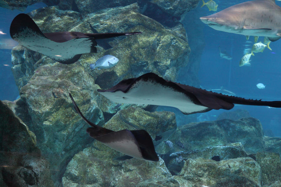 Big Rays by Mesozoic0906 on DeviantArt