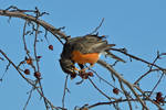 American Robin 3-3-14 by the-railblazer