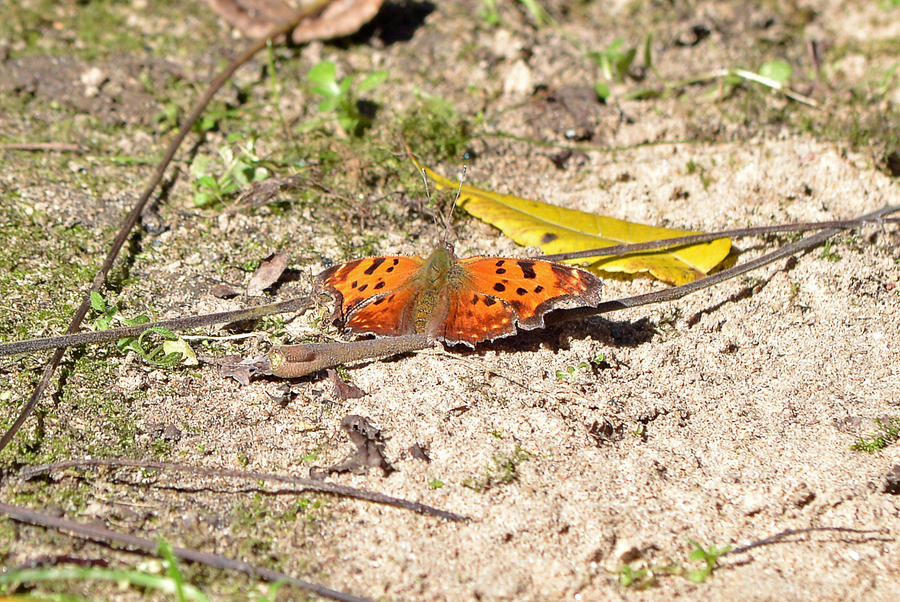 Eastern Comma Butterfly 10-26-14