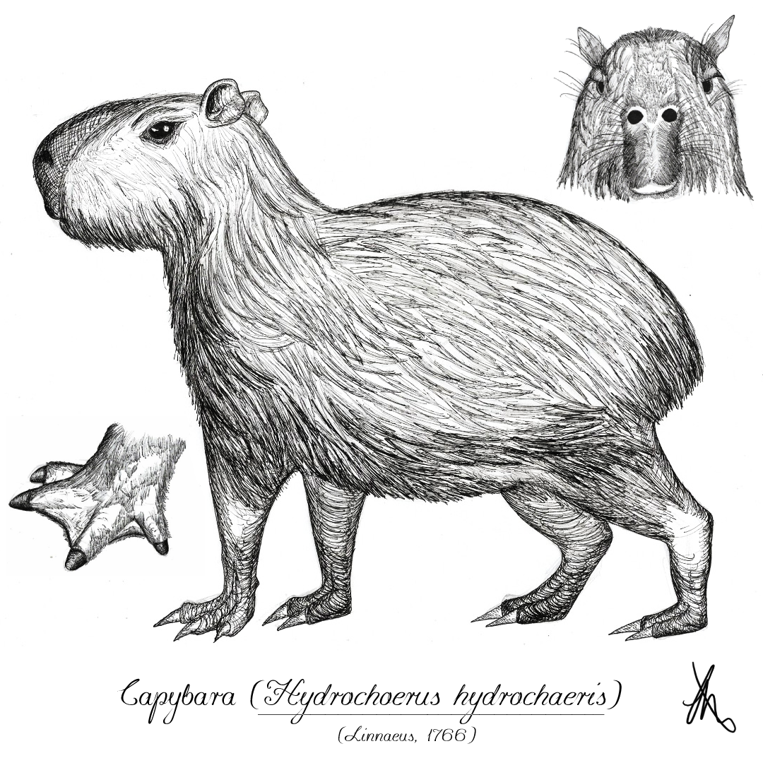 Capybara  Animal illustration art, Capybara, Animal illustration