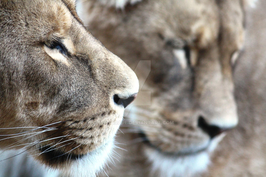 lionesses