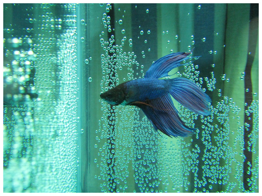 Violet Fish Pez 3 by mclaranium on DeviantArt