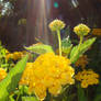 Flowers in Az Sun