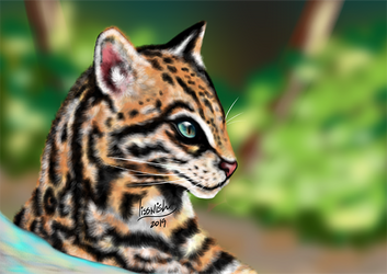 Ocelot