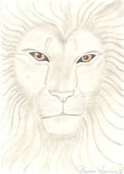 African Lion