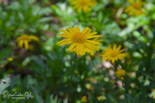 Yellow flower