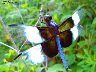 Denim Dragonfly