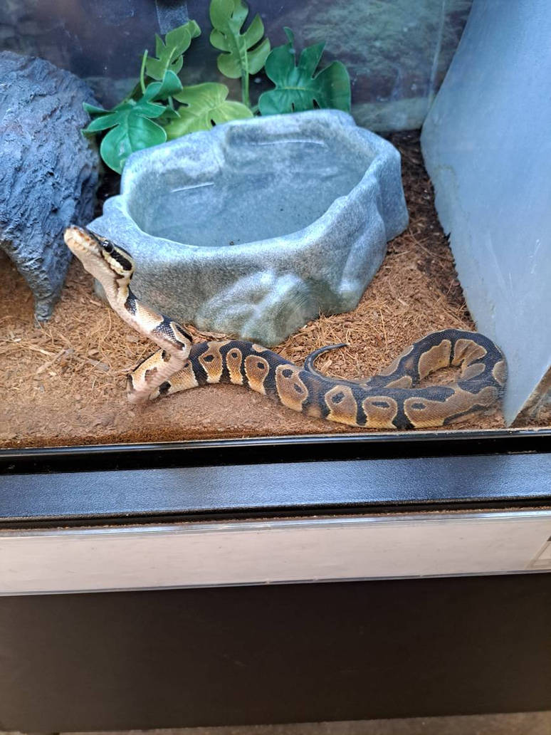 Ball Python by PPG2009 on DeviantArt