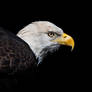 Portrait of an Eagle