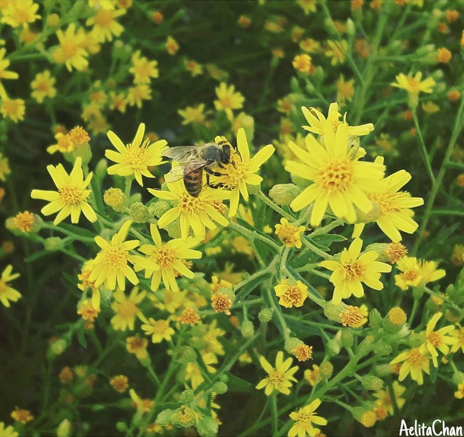 Photography - Bee