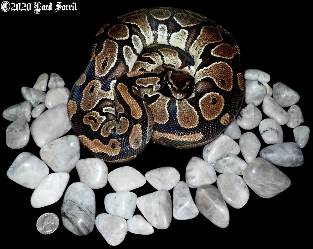 #54 - 66% Pos. Het VPI Axanthic by LordSorril on DeviantArt