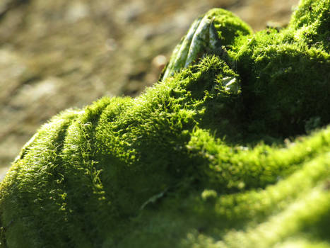 A fungus full of moss