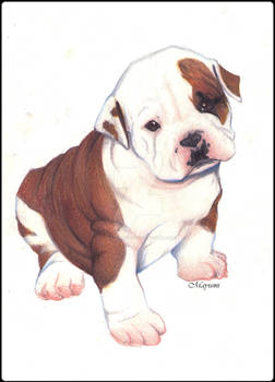 Bulldog