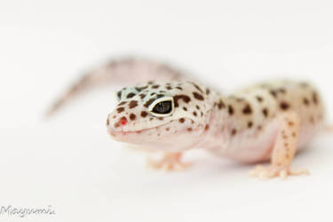 Leopard Gecko