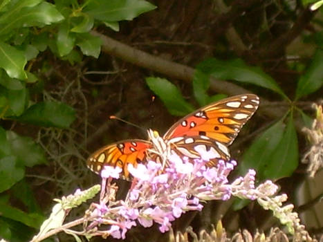 Butterfly Flutterby