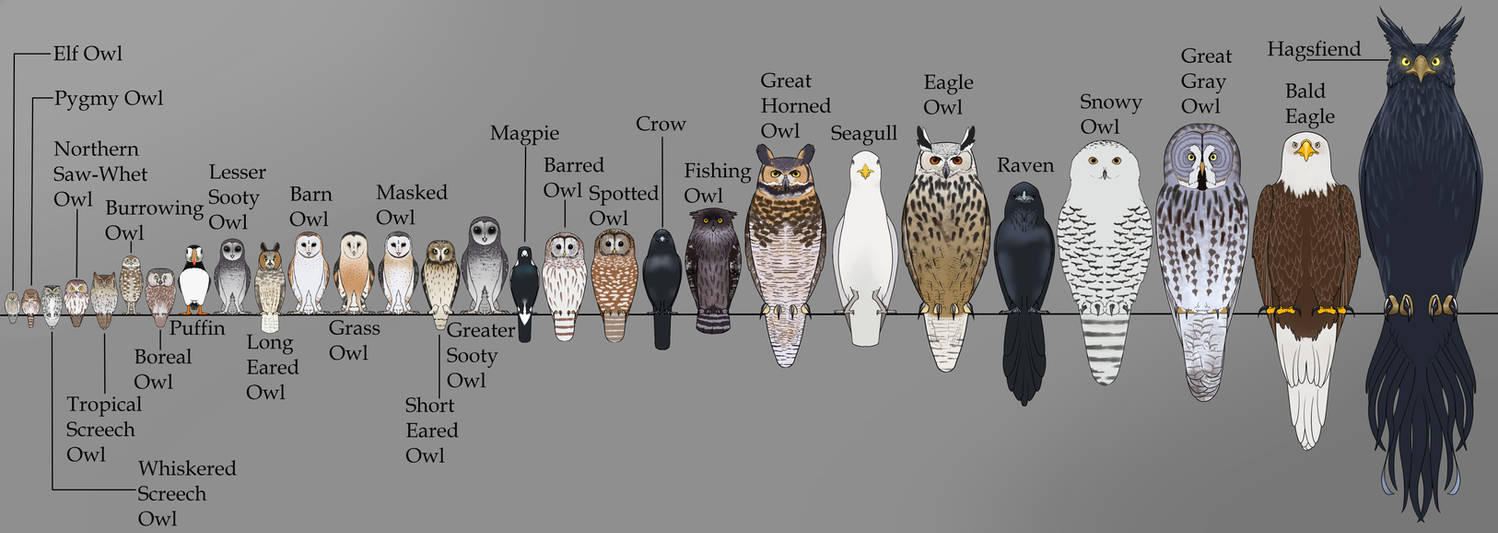 Ga'Hoole Bird Size Comparison