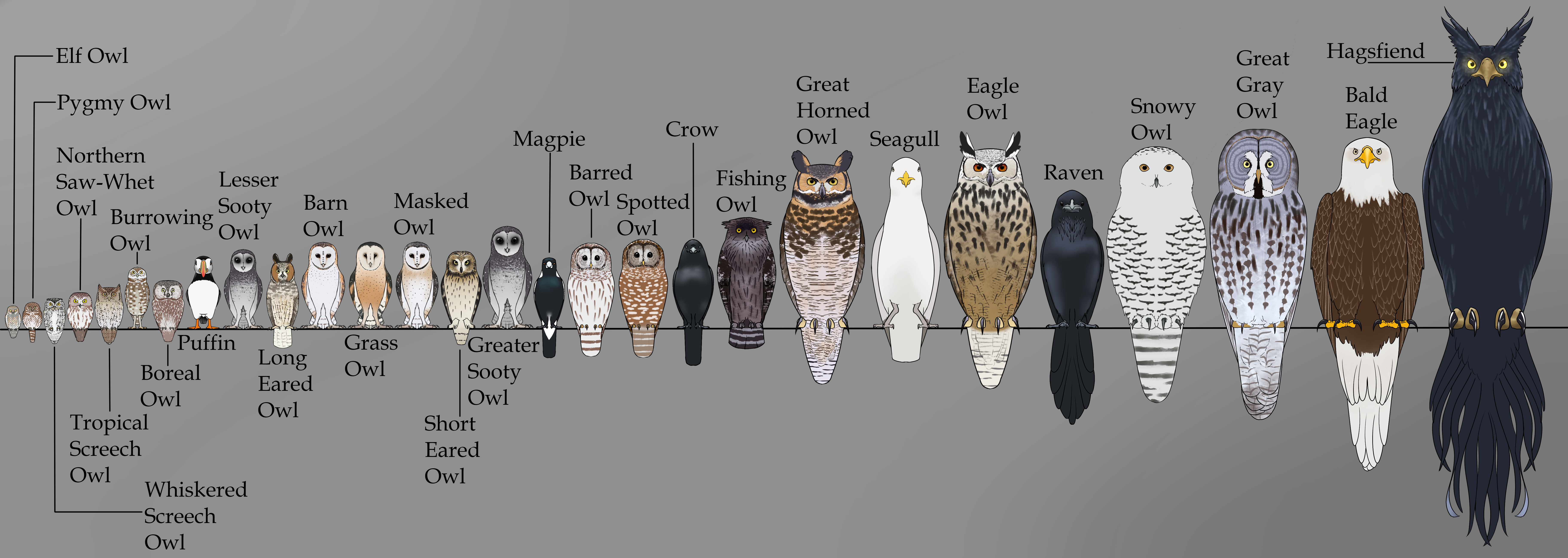Ga'Hoole Bird Size Comparison by FantasyFanatic365 on DeviantArt