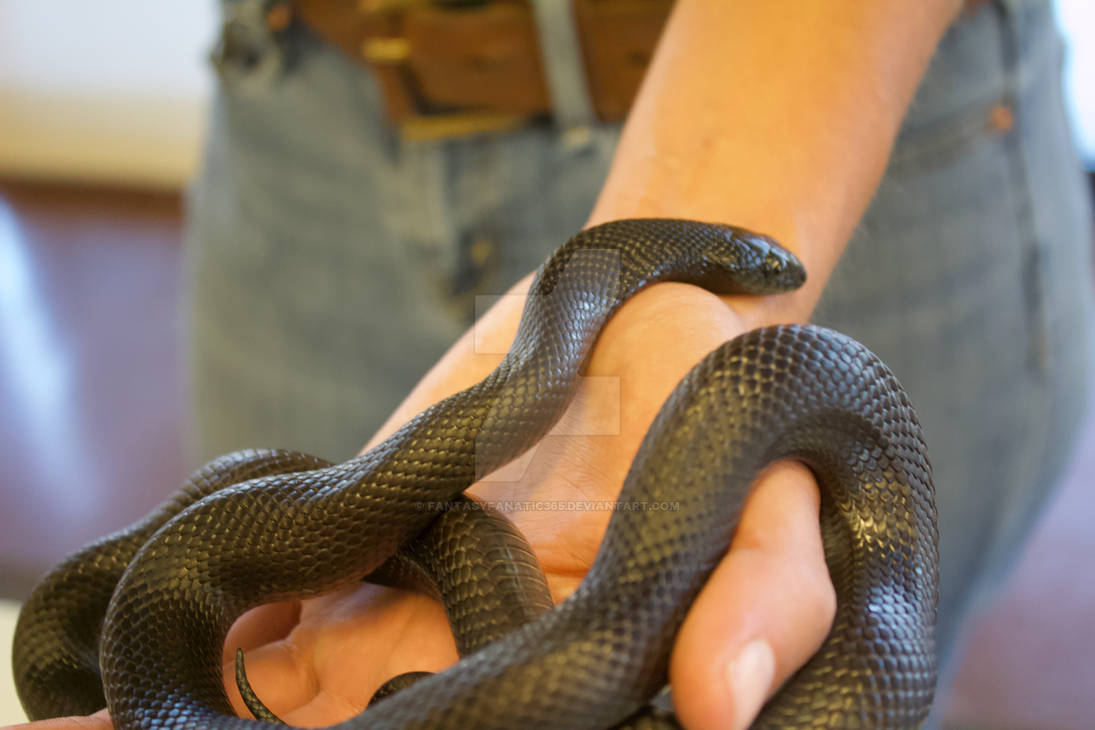 Snake Reference 1 by FantasyFanatic365 on DeviantArt