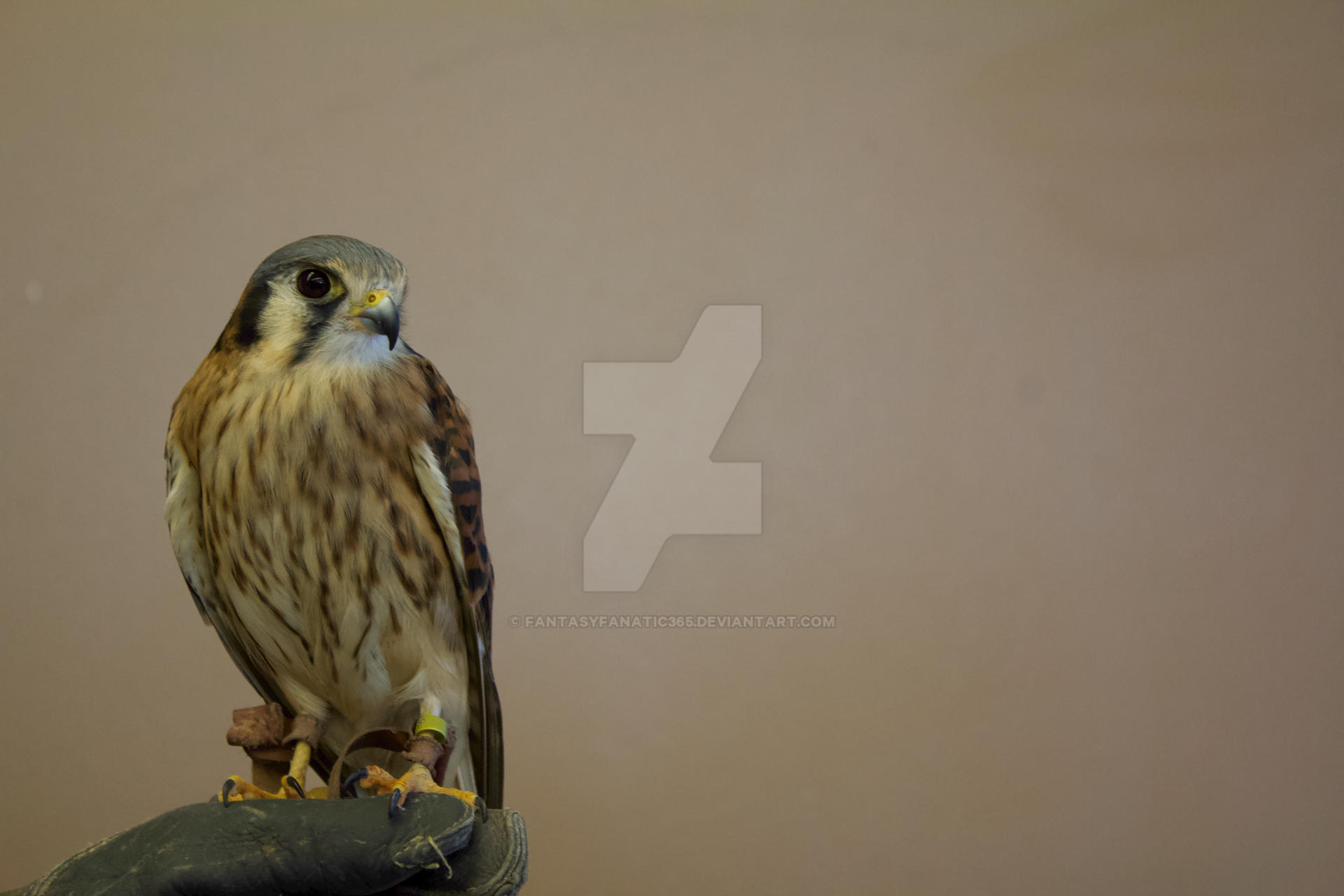 Female American Kestrel Reference 1 by FantasyFanatic365 on DeviantArt