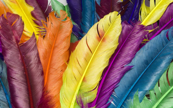 feather in colour