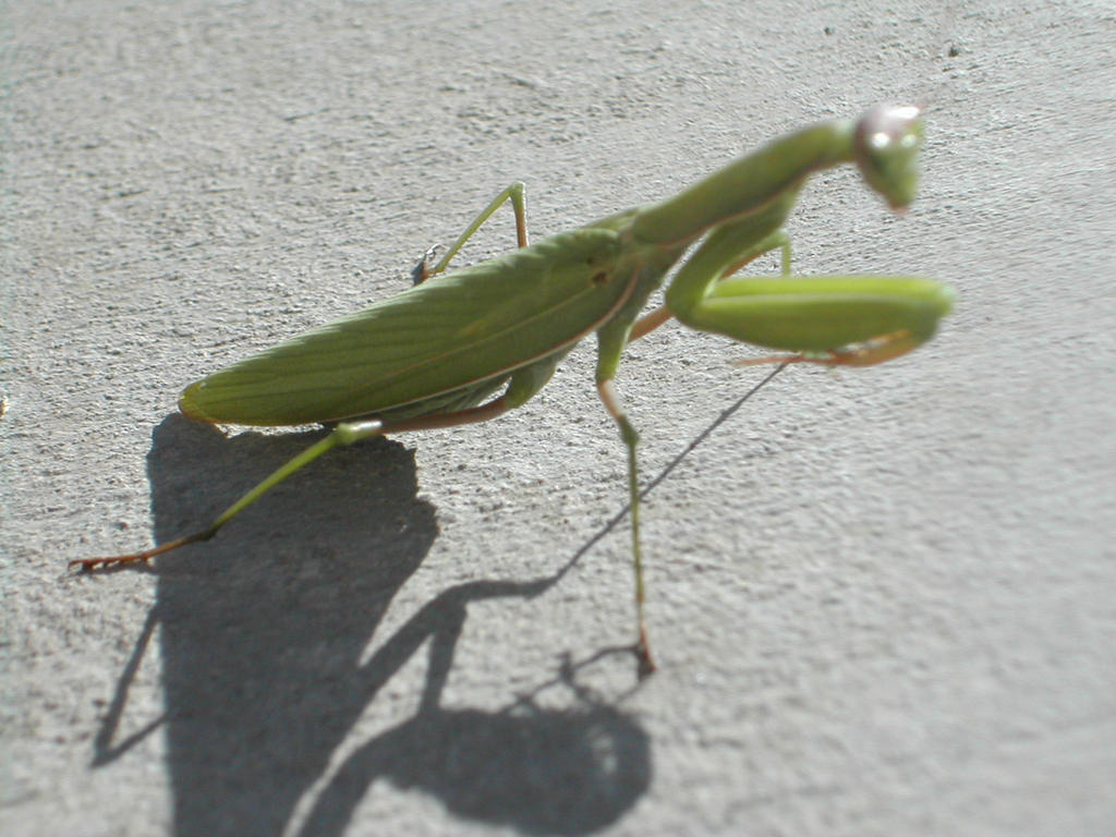 Praying Mantis 04