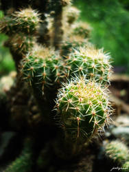 Cactus