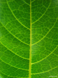 Leaf