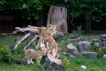 Lowenfamilie - Lion