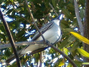 Grey Kingbird Pitirre