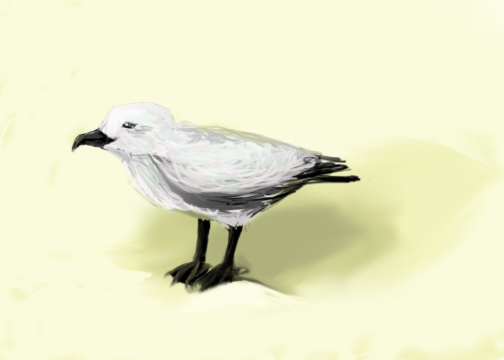 Seagull