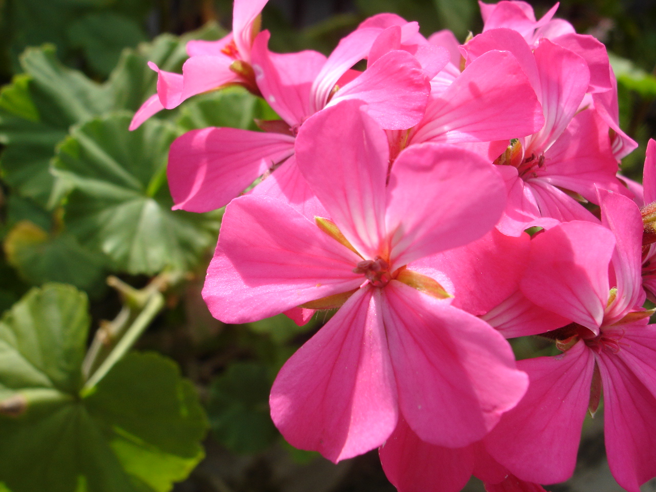 Pink Flowers