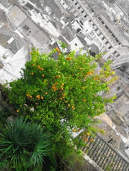 Naranjas del Albaicin