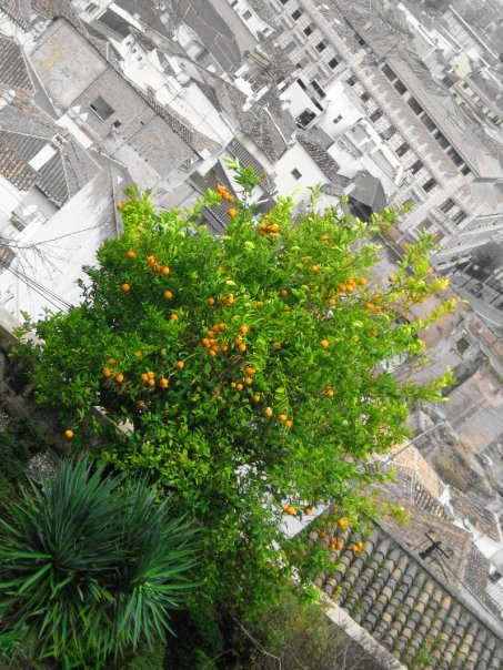 Naranjas del Albaicin